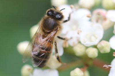 Abeille domestique