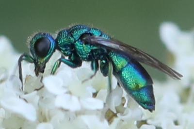 <i>Chrysis iris</i>