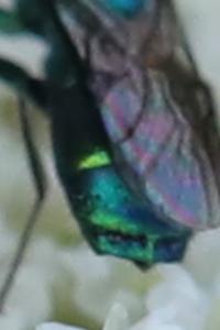 <i>Chrysis iris</i>