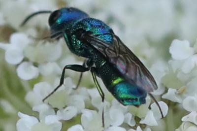 <i>Chrysis iris</i>