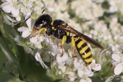 <i>Ectemnius lituratus</i>