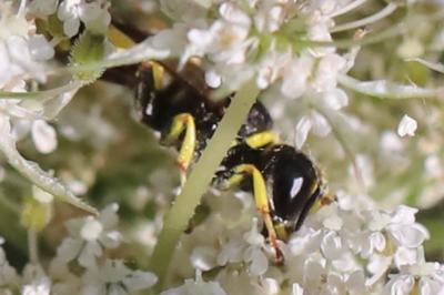 <i>Ectemnius lituratus</i>