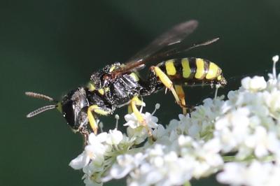 <i>Ectemnius lituratus</i>