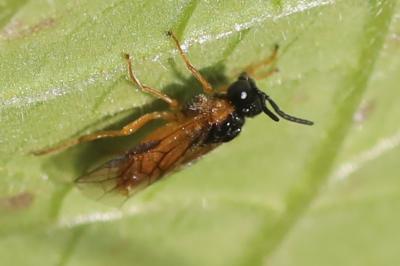 <i>Selandria serva</i>