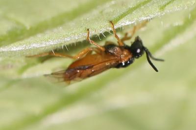 <i>Selandria serva</i>