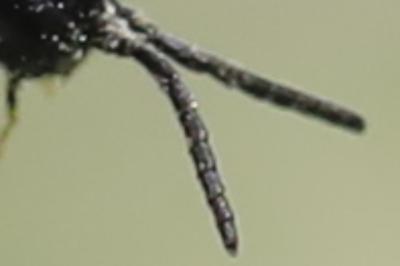 <i>Selandria serva</i>