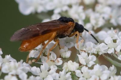 <i>Selandria serva</i>