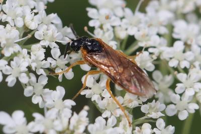 <i>Selandria serva</i>