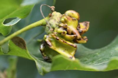 <i>Andricus quercuscalicis</i>