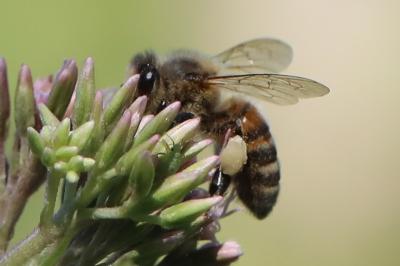 Abeille domestique