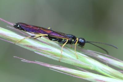 <i>Calameuta pallipes</i>