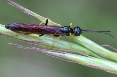 <i>Calameuta pallipes</i>