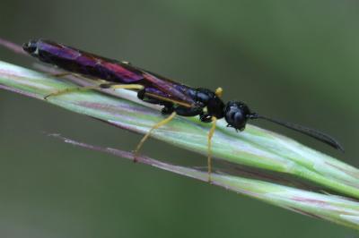 <i>Calameuta pallipes</i>