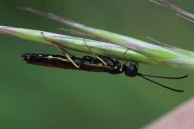 <i>Calameuta pallipes</i>