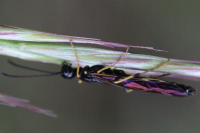 <i>Calameuta pallipes</i>