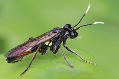 <i>Tenthredo solitaria</i>