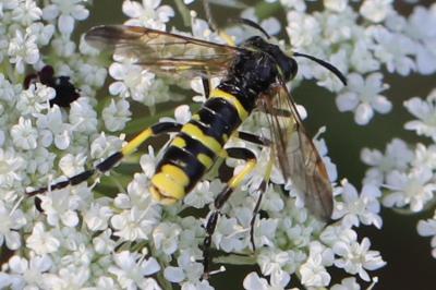 <i>Tenthredo marginella/thompsoni</i>