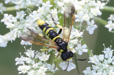 <i>Tenthredo marginella/thompsoni</i>