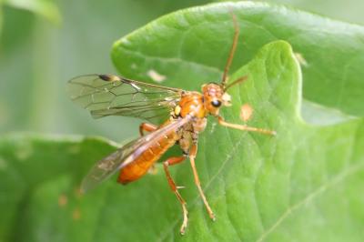 Mouche-à-scie perlée