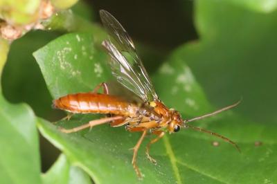 Mouche-à-scie perlée
