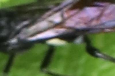 Mouche-à-scie à pattes argentées & milieu du ventre fauve