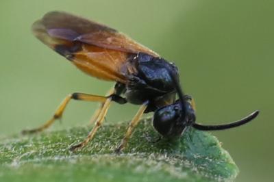<i>Arge cyanocrocea</i>