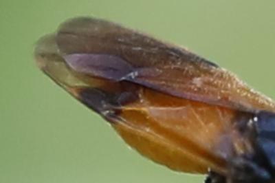 <i>Arge cyanocrocea</i>