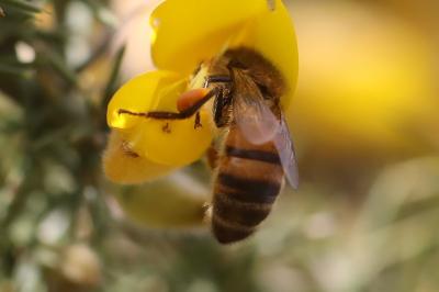 Abeille domestique