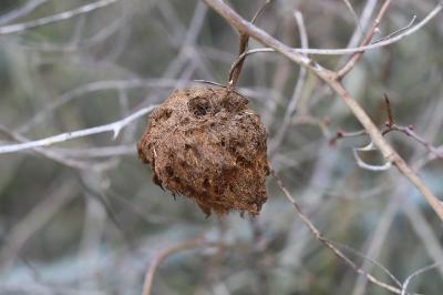 Cynips du rosier