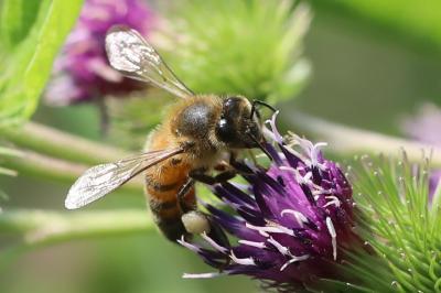 Abeille domestique