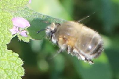 Anthophore à pattes plumeuses