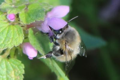 Anthophore à pattes plumeuses