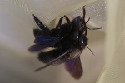 Xylocope violette