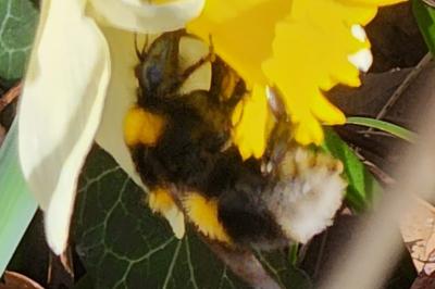 <i>Bombus terrestris/lucorum</i>