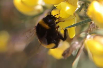 <i>Bombus terrestris/lucorum</i>