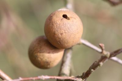 Andricus kollari