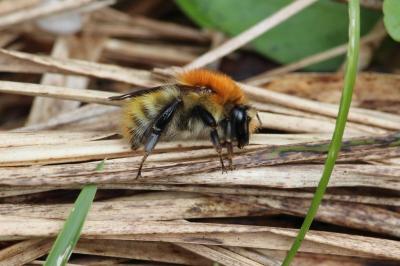 <i>Bombus pascuorum/humilis/muscorum</i>