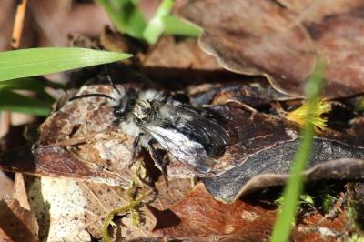 <i>Andrena</i>