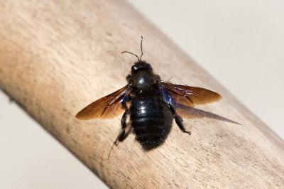Xylocope violette