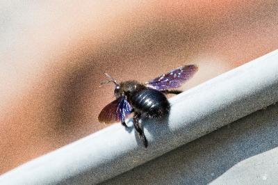 Xylocope violette