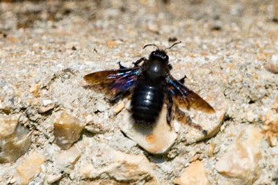Abeille charpentière
