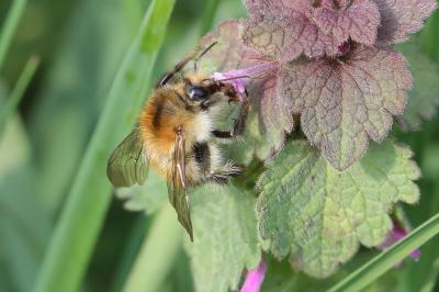 <i>Bombus pascuorum/humilis/muscorum</i>