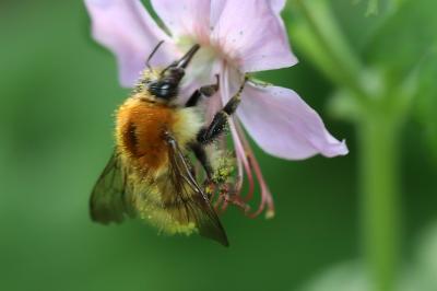 <i>Bombus pascuorum/humilis/muscorum</i>