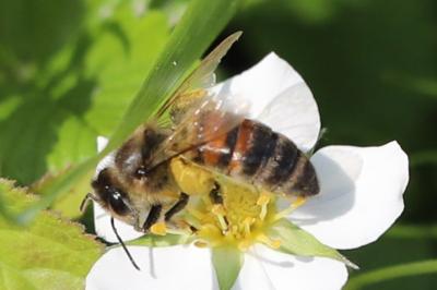 Abeille domestique