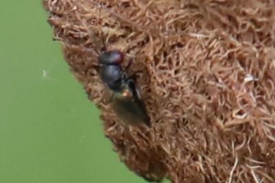 Cynips du rosier