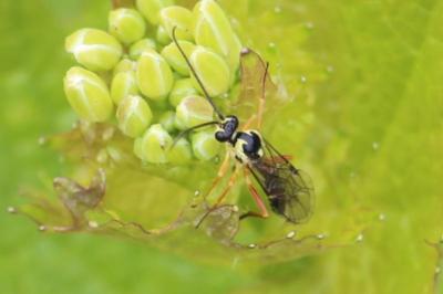 Ichneumon des syrphes