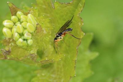 Ichneumon des syrphes