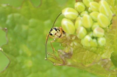 Ichneumon des syrphes
