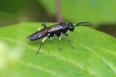 <i>Macrophya alboannulata</i>
