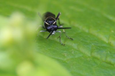 <i>Macrophya alboannulata</i>